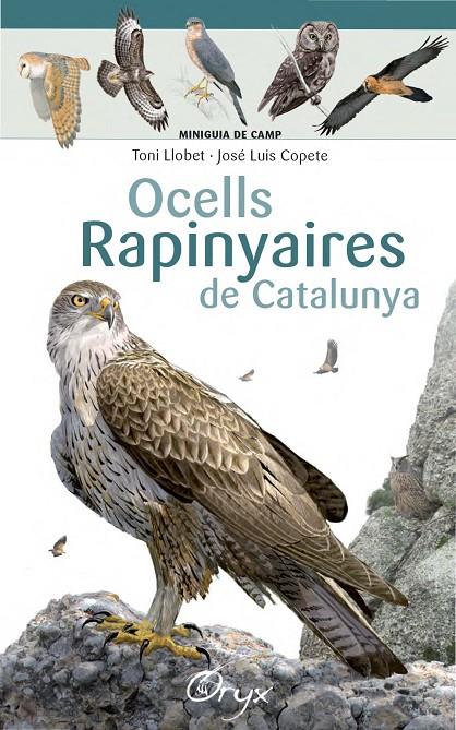 Ocells rapinyaires de Catalunya | 9788490346785 | Llobet François, Toni/Copete, José Luis | Llibres.cat | Llibreria online en català | La Impossible Llibreters Barcelona