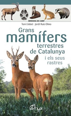 Grans mamífers terrestres de Catalunya i els seus rastres | 9788490347881 | Llobet François , Toni/Ruiz-Olmo, Jordi | Llibres.cat | Llibreria online en català | La Impossible Llibreters Barcelona