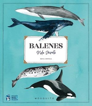 BALENES VIDA SECRETA | 9788412247954 | RENA ORTEGA | Llibres.cat | Llibreria online en català | La Impossible Llibreters Barcelona